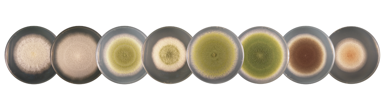 Definition of koji mold by the Brewing Society of Japan.
